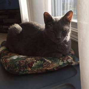 Meet your Posher, Janice